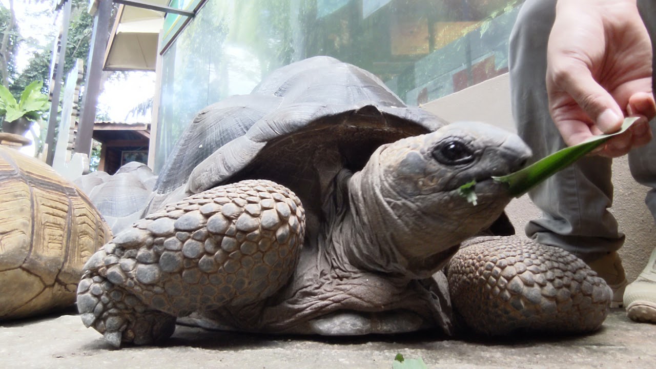 Big (but good) Aldabras tortoise hand feeding.