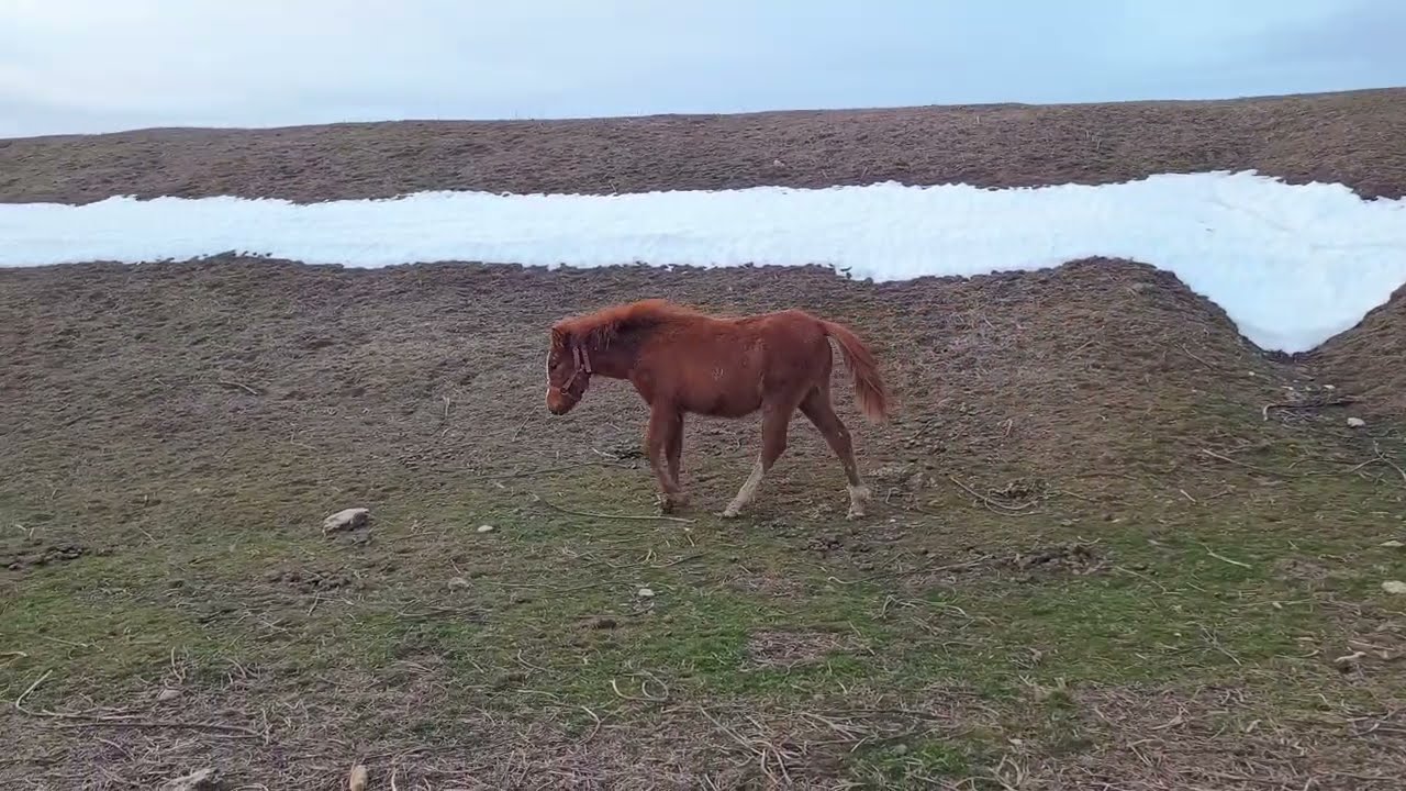 Little foal 🐎 walks along the slope / Маленький жеребёнок 🐴 гуляет вдоль склона + #foal #horse