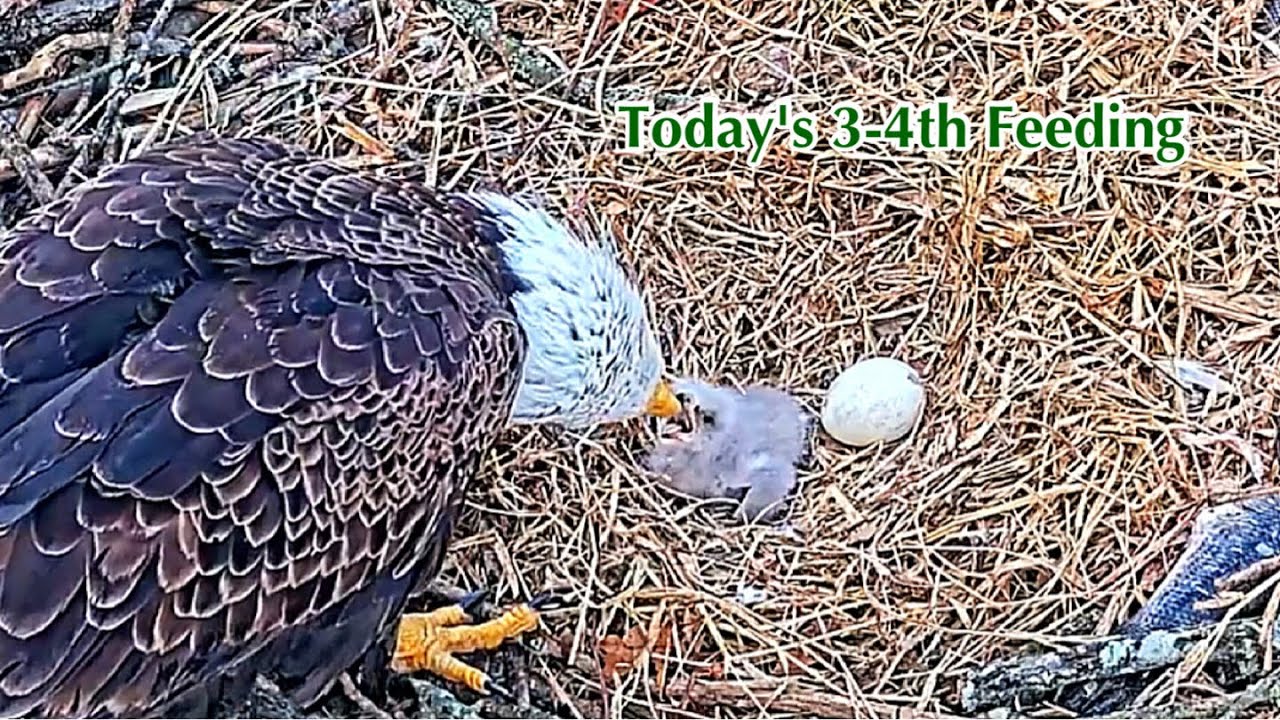 #64🦅🐥6°🥚／Duke Farms Eagle Nest 2026／Duke Mom💗Duke Dad／by Duke  Farms