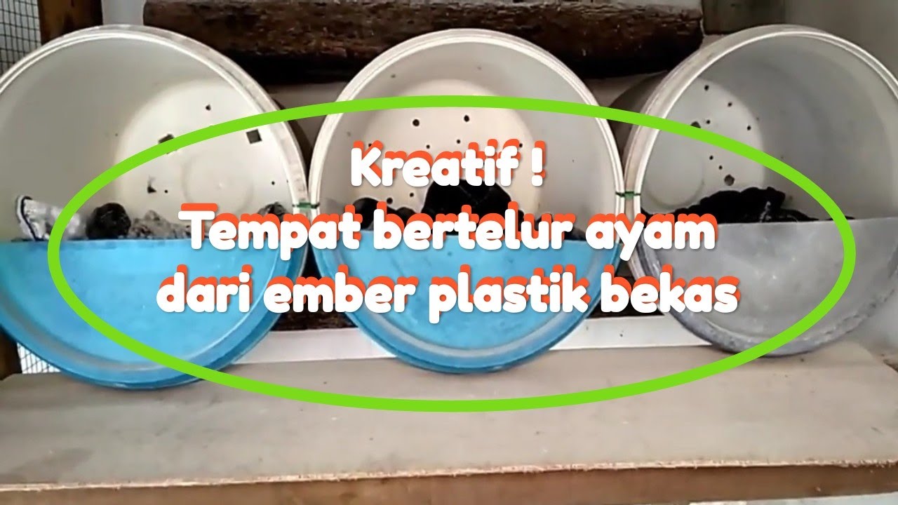 Kreatif ! Tempat bertelur ayam dari ember plastik bekas