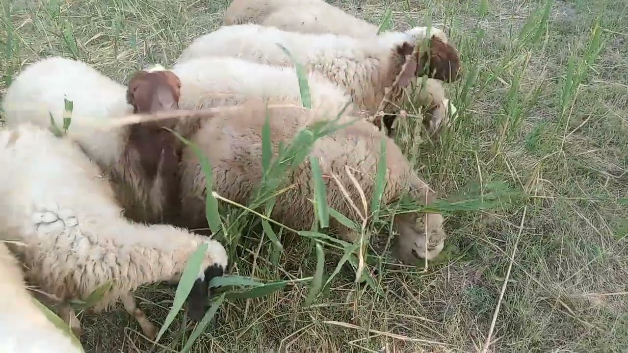 Sheperd