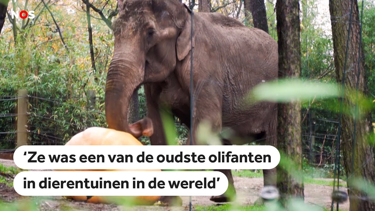 Olifant Pinky uit Burgers' Zoo ingeslapen