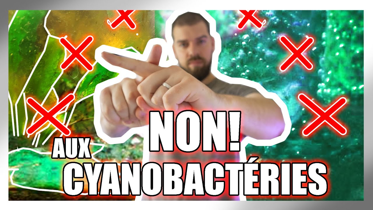 ÉLIMINER LES CYANOBACTÉRIES EN AQUARIUM?!