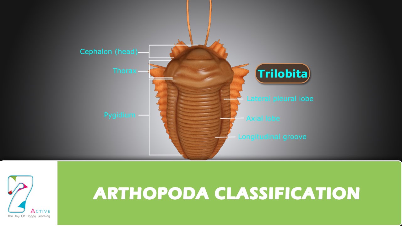 ARTHOPODA CLASSIFICATION