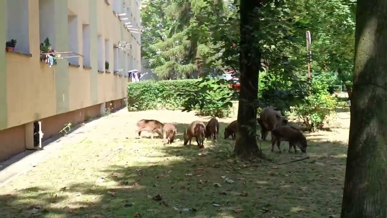 Dziki chodzące po mieście.