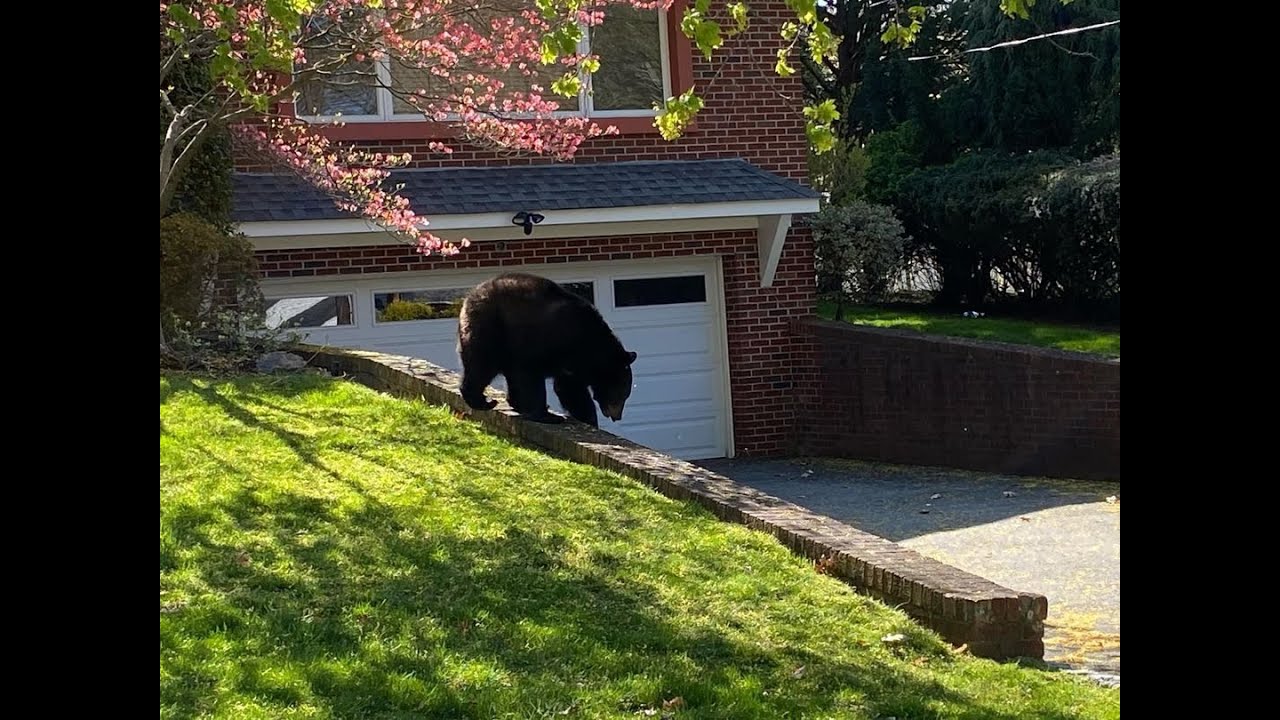 Is this an Official Bear Market?