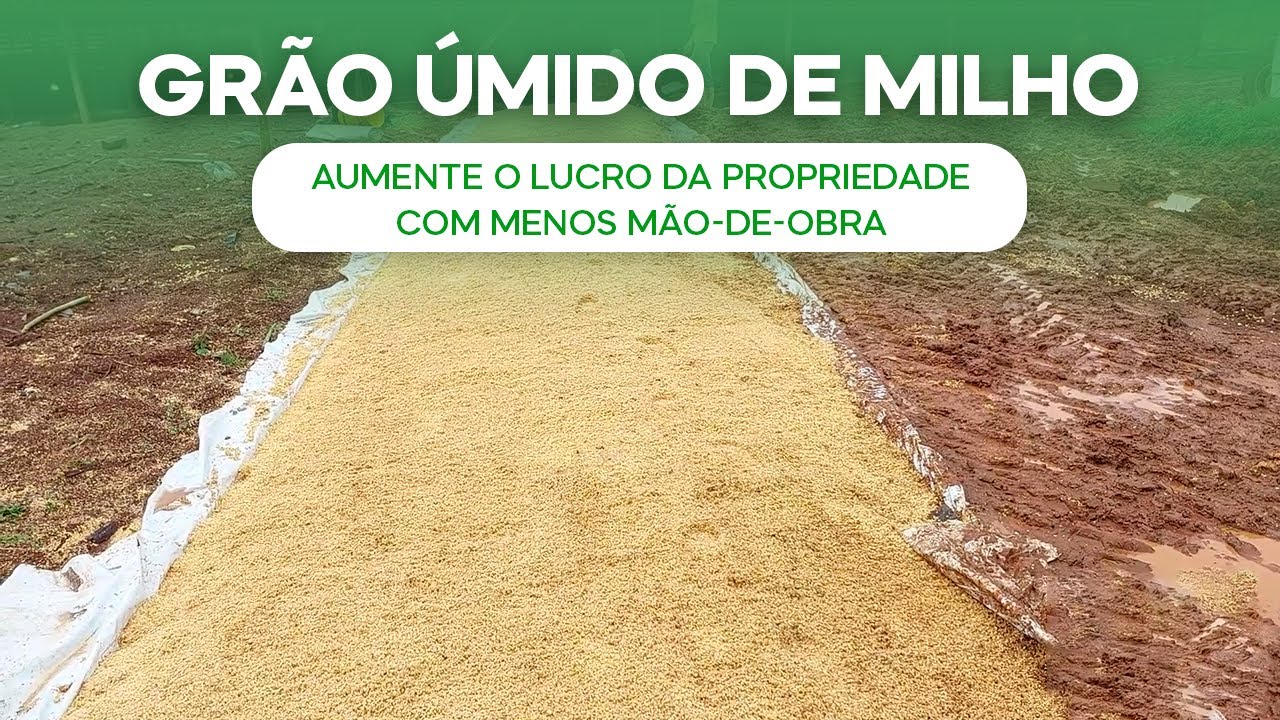 Grão Úmido de Milho Como armazenar milho na propriedade com segurança e baixo custo (v. 190)