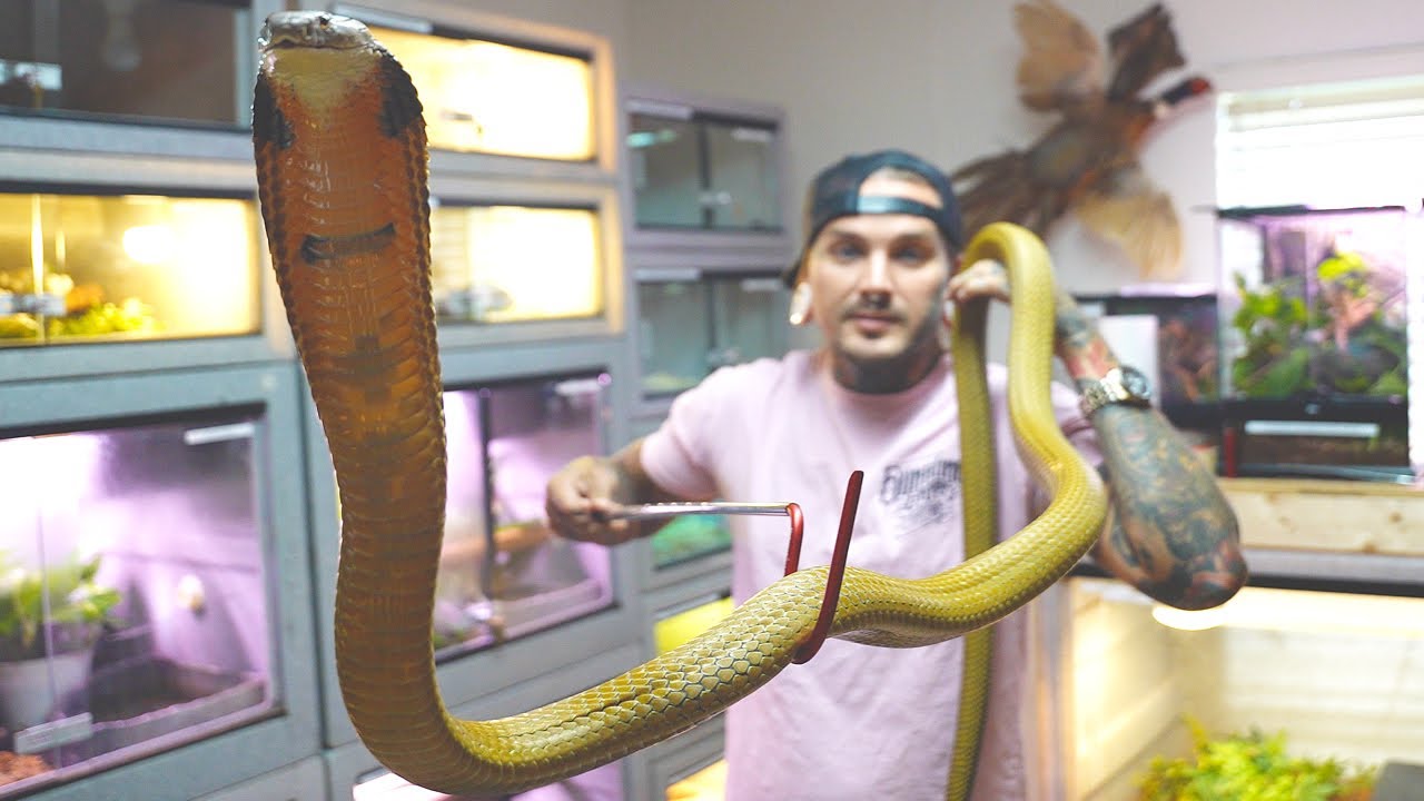 Venomous Snake Handling Lesson! How To safely Clean Enclosures