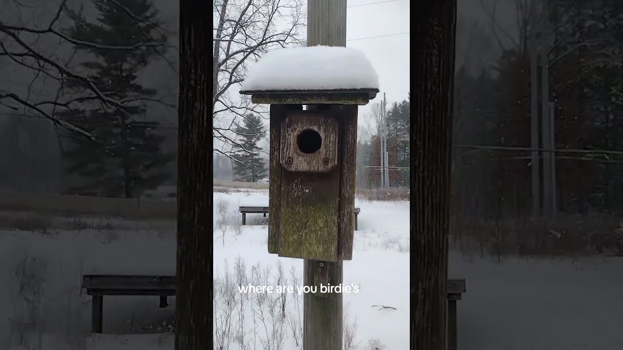 #winter #winterfreeze #birdhome #shorts
