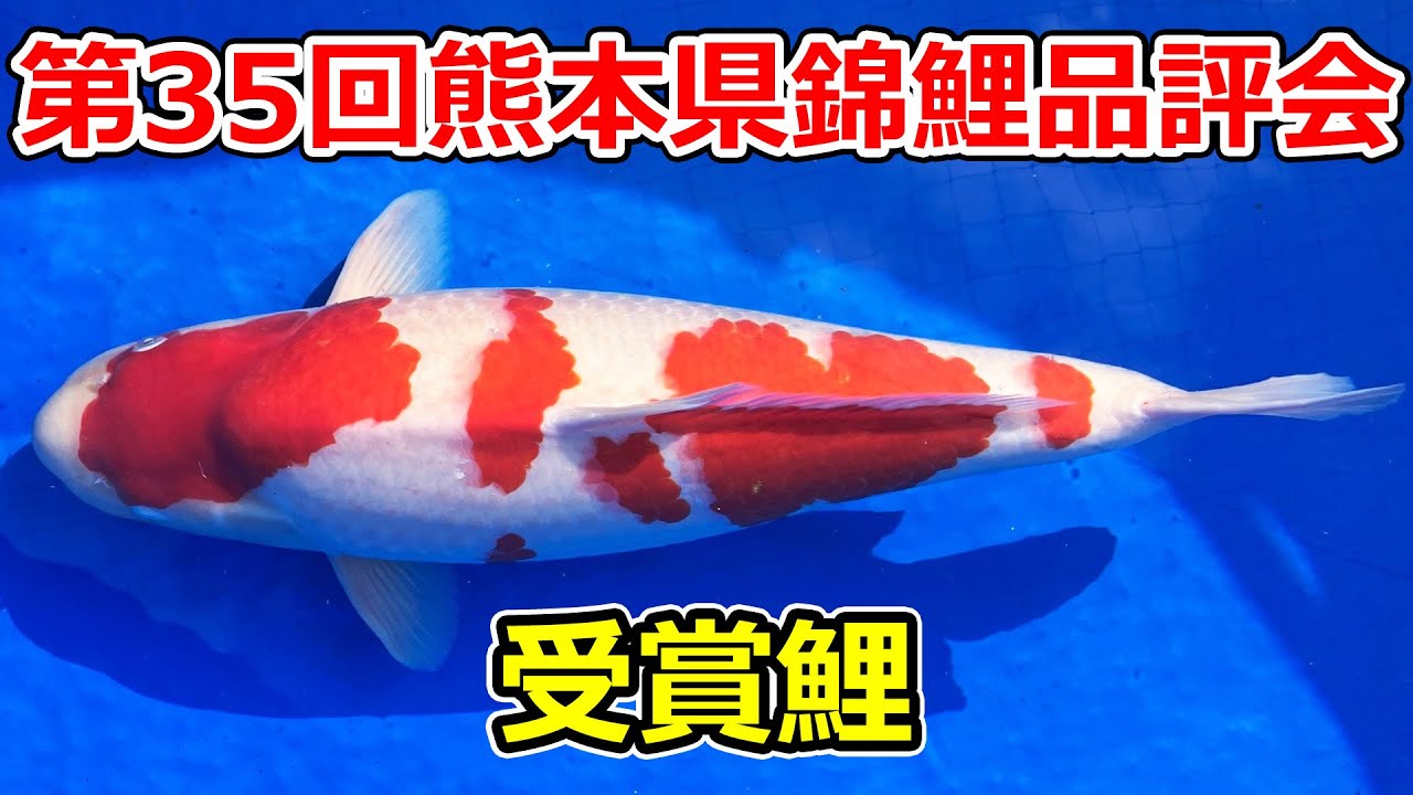 【受賞鯉】第35回熊本県錦鯉品評会 2025年12月14日