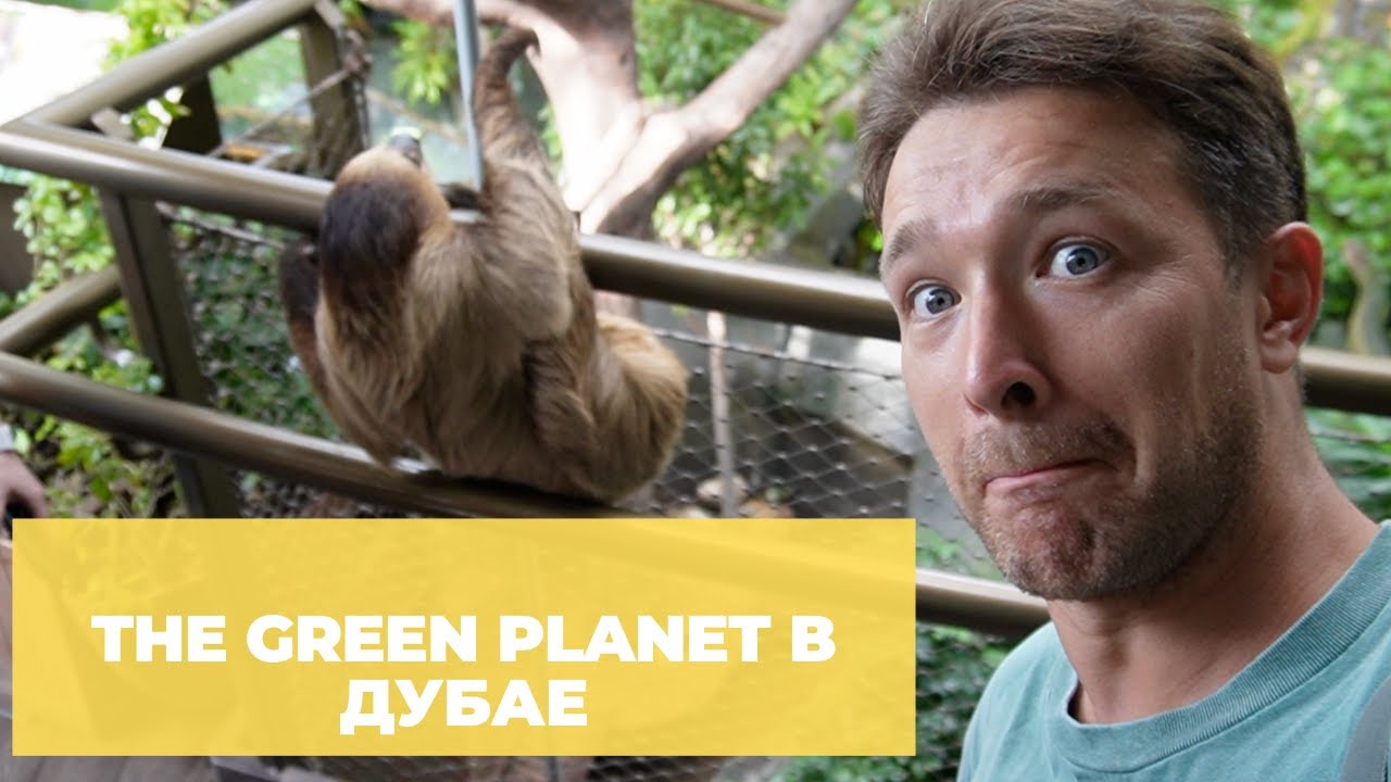 Green Planet (Зеленая планета) в Дубае — цена билета в оранжерею и мой отзыв