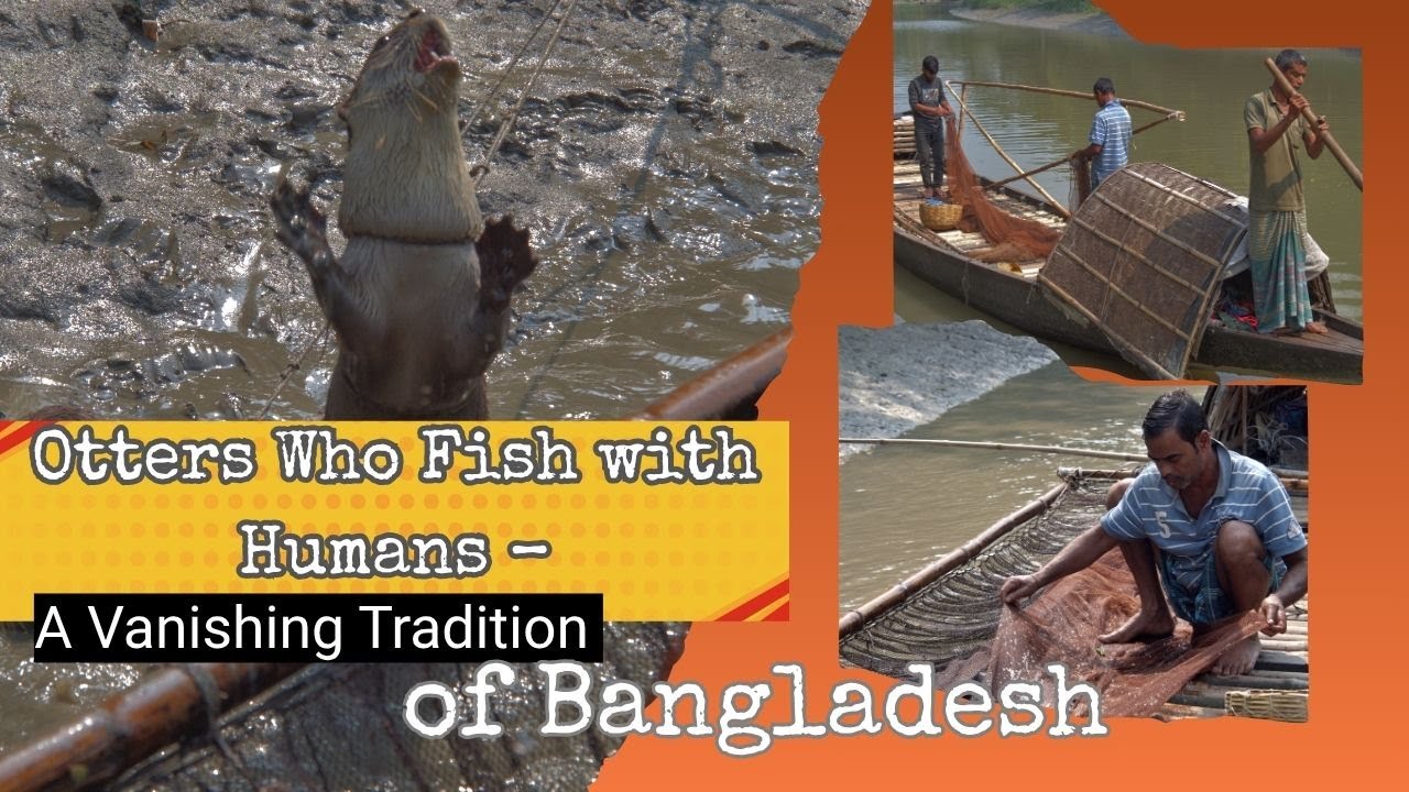 otter fishing in Bangladesh