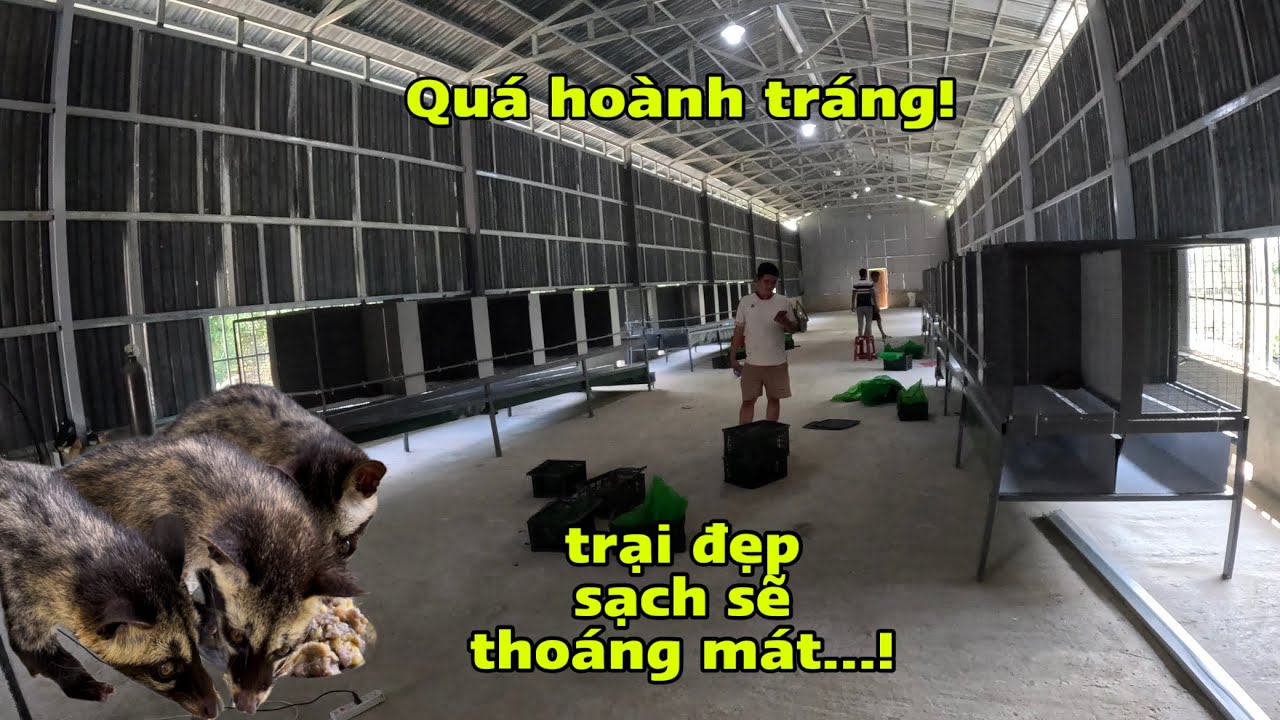 Đi Giao Chồn Hương Giống Thấy Trại Của Khách Làm Quá Hoành Tráng/Góc Chăn Nuôi
