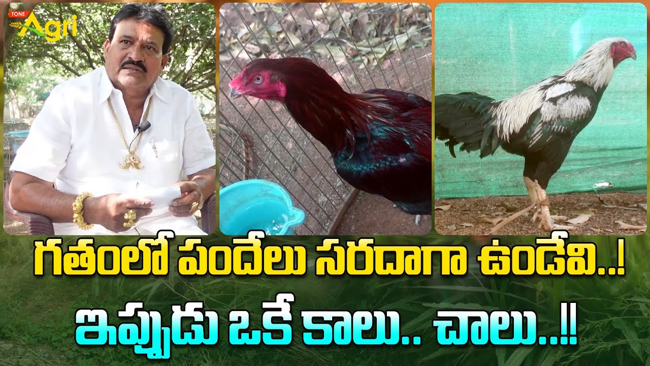 Sankranthi Pandem Kollu Farm | గతంలో పందేలు సరదాగా ఉండేవి..! ఇప్పుడు ఒకే కాలు.. చాలు..!! Tone Agri