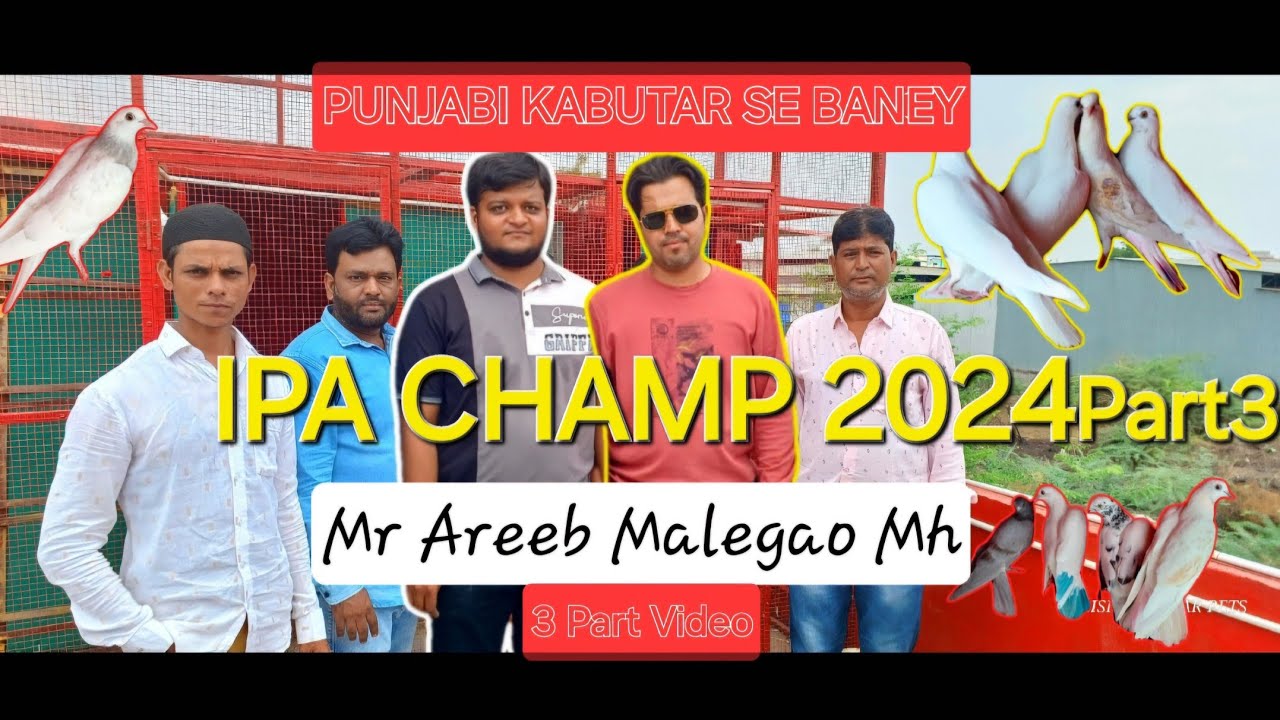Kabutar kaise kharide AREEB bhai ne bataya call 8668986374 #pigeon #salepigeon #khiladi