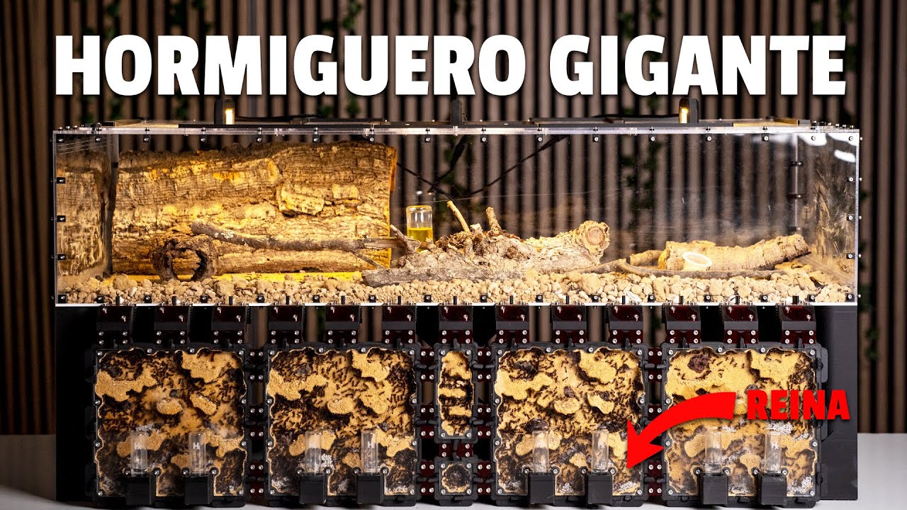 Este es mi Imperio de Hormigas de Carne 😱🐜 | 3 Años Después