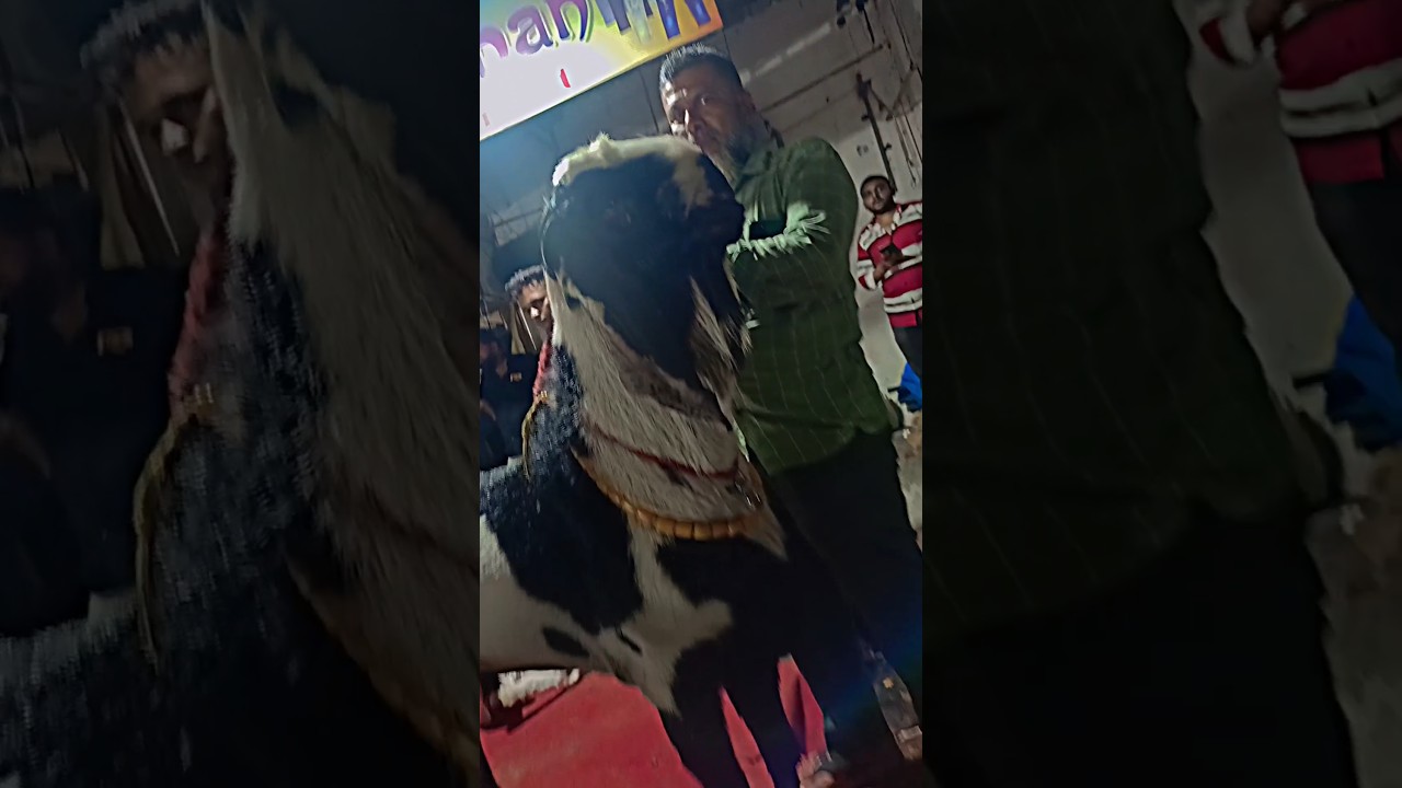 #beautifulgoat