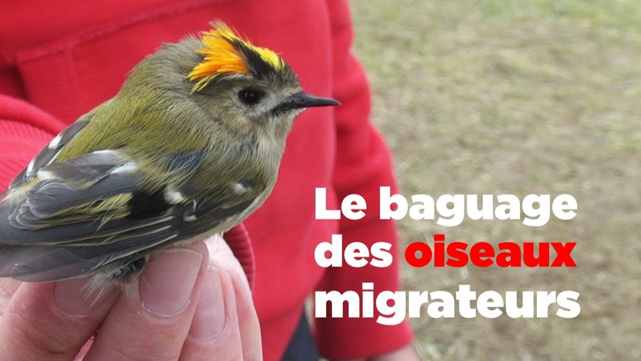 Le baguage des oiseaux migrateurs