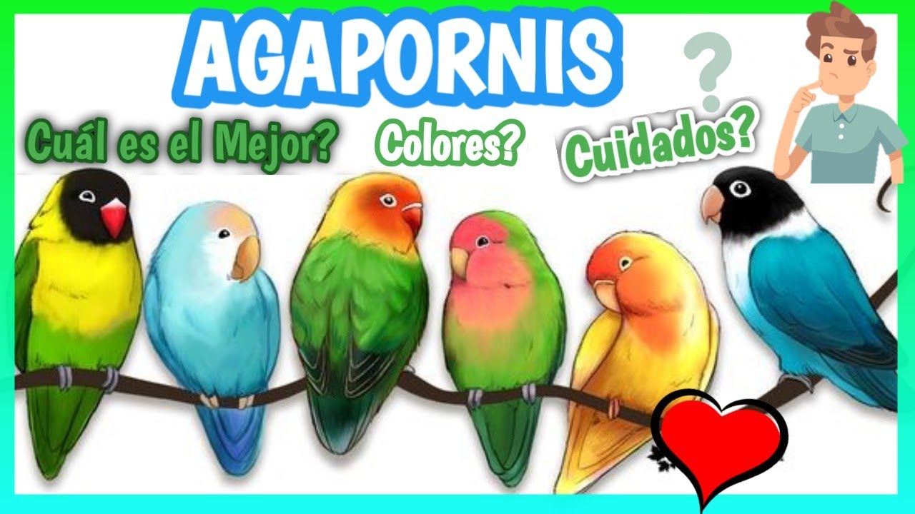 Periquitos Agapornis 🐦| Tipos, Cuidados, Colores❓