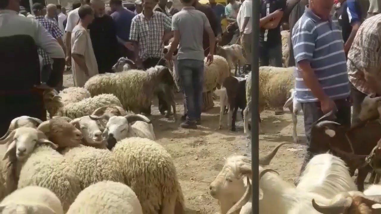 3id aladha fi telat azlaf maroc
