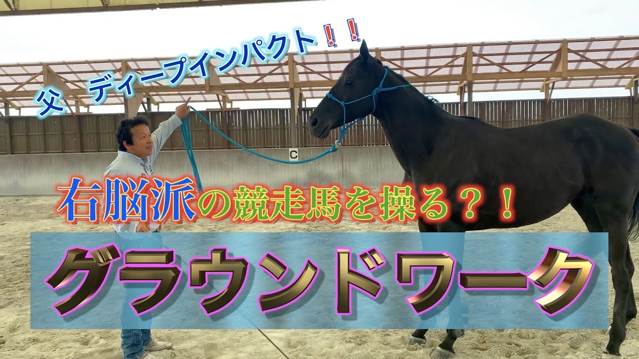 右脳派の競走馬を操る！？グラウンドワークとは！！