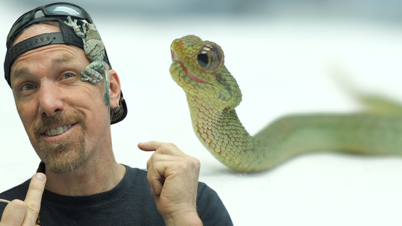 how this frog saved a baby African Bush Viper's Life!  ( Venomous )