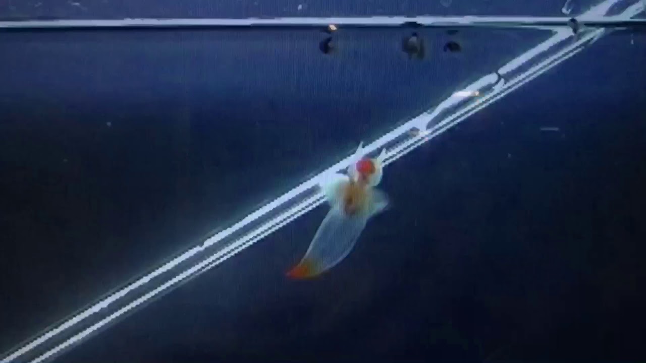 クリオネ  捕食