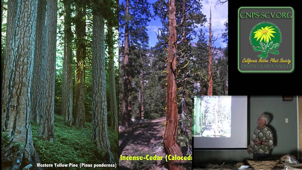 California Ethnobotany: Historical Uses of Native Plants