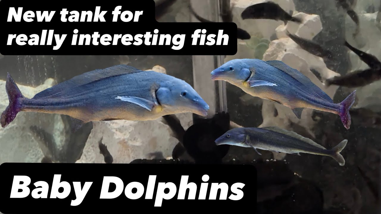 I have new tank for new interesting fish. Feshwater baby dolphin fish???