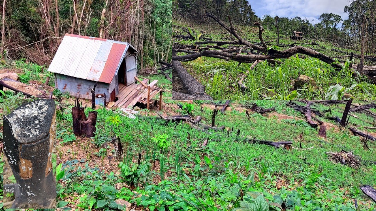Mizo lo neih dan bihchianna | Shifting Cultivation site in Mizoram