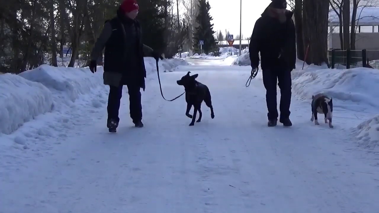 Purevan koiran kouluttaminen, Kääpiöbullterrierin muutos, Koirakoulu Homeetta