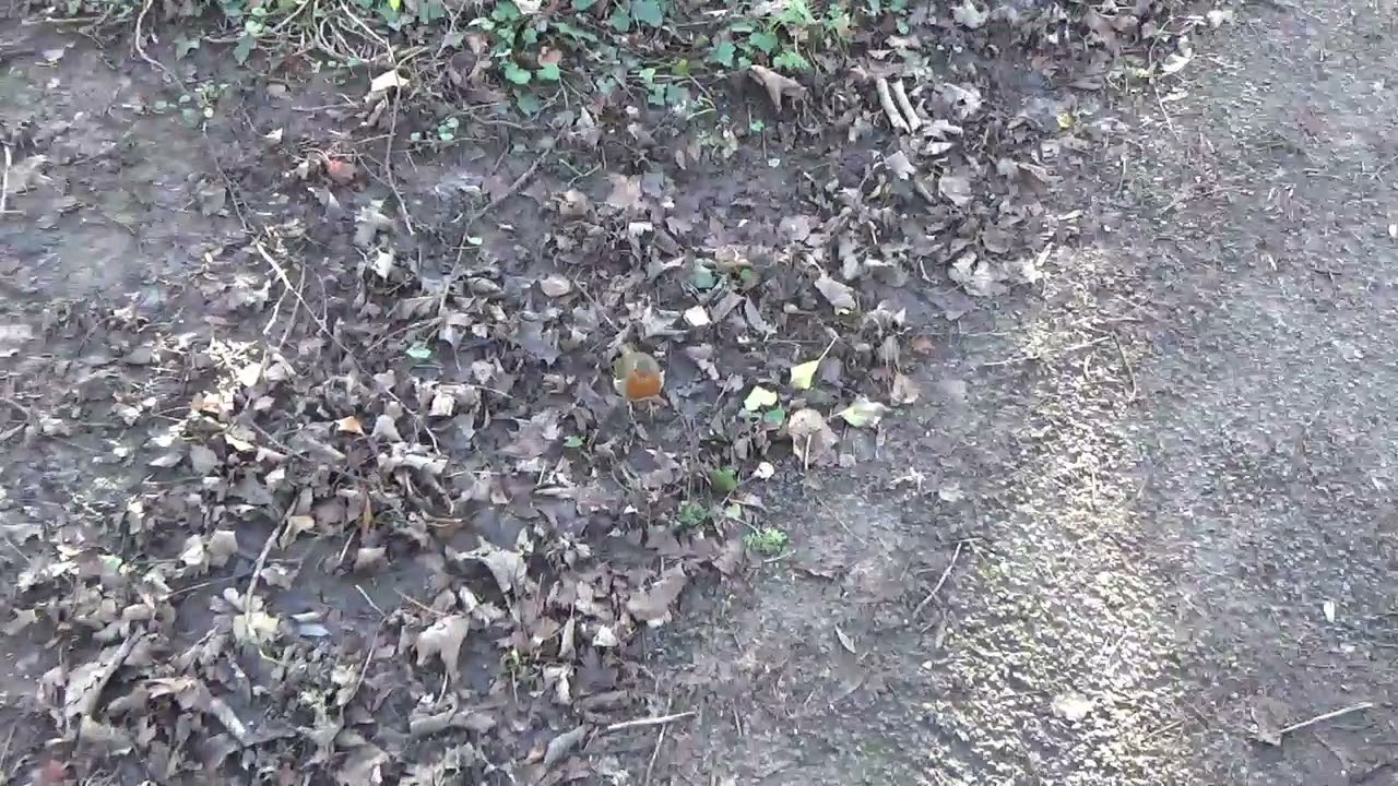 Robin UK Wildlife