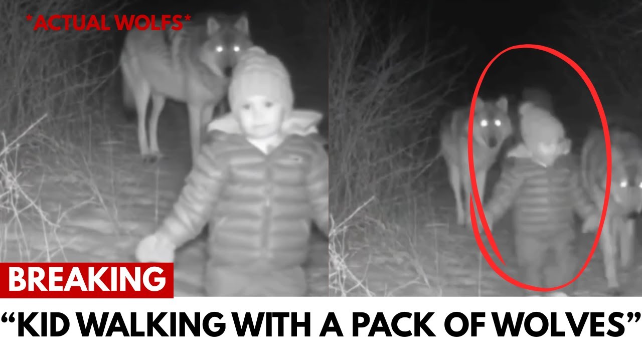 Cherry Log, Georgia Mystery: Missing 3-Year-Old Jacob Riley Seen Walking with Wolves?