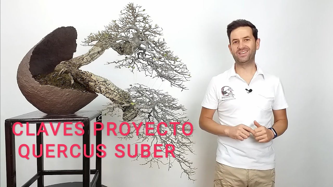 🔴Proyecto BONSAI Quercus Suber - ALCORNOQUE : YAMADORI ➡️ FORMACIÓN AVANZADA 💯✅✅