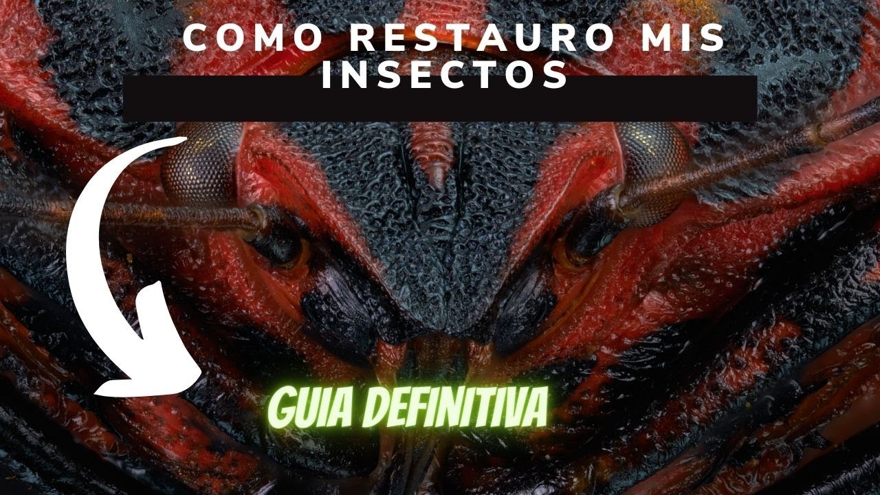 Como restauro insectos antiguos para fotografia de macro extremo / Guia definitiva