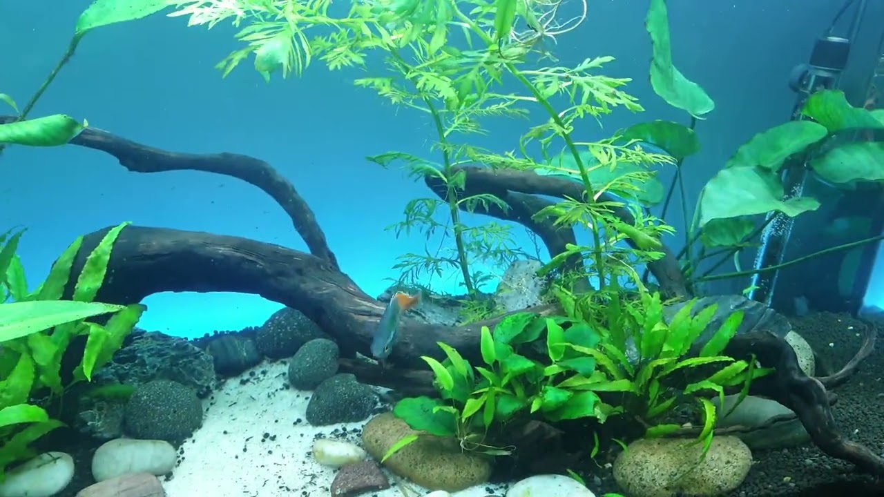 Wasting Diseases in Fish