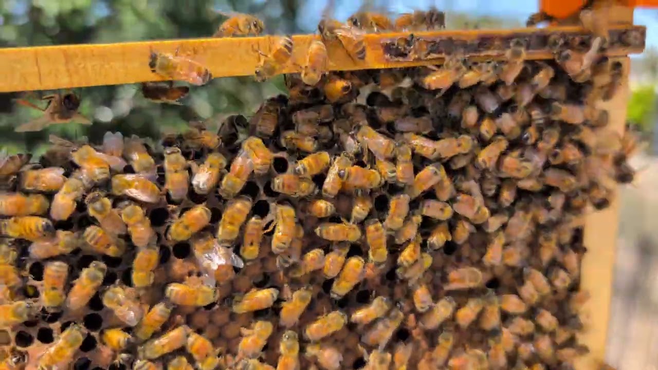 Hive Inspection Grey 44 - 22 Sep 2025 - Varroa free?