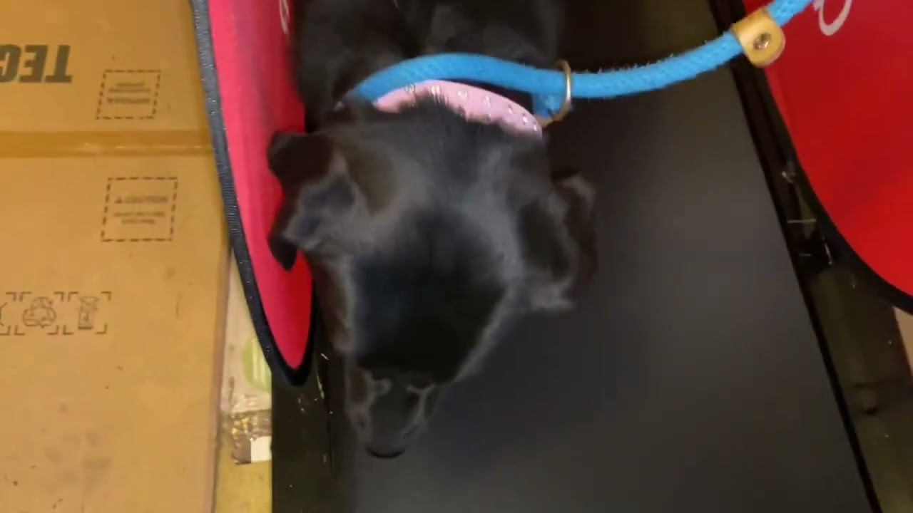 Dog Pacer Dog Treadmill Review