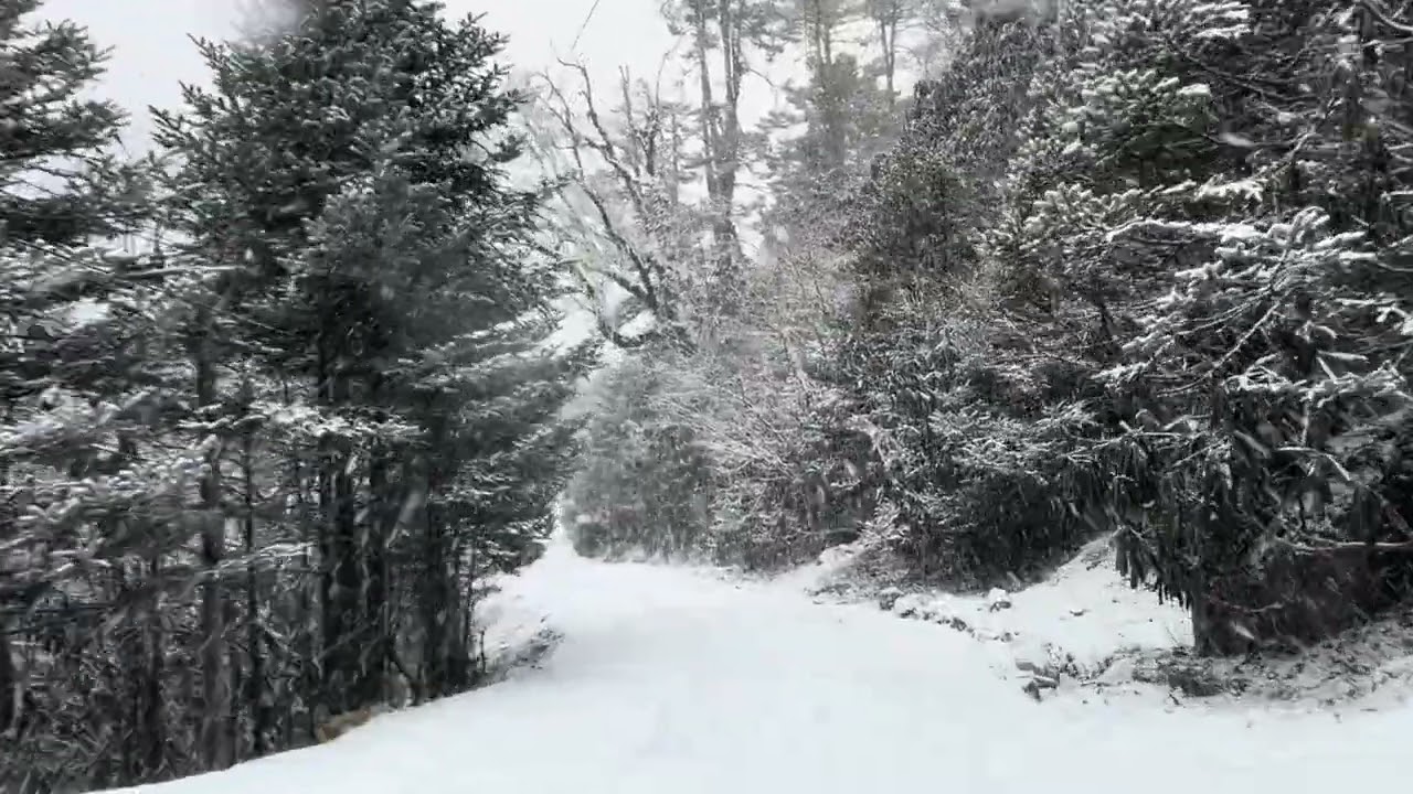 Yumthang Valley Snowfall Experience ❄️ | Hidden Winter Paradise of Sikkim