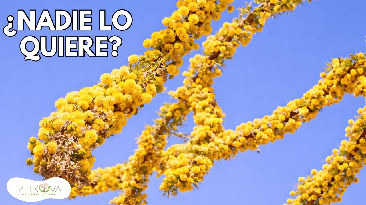 Huizache yóndiro o Hediondo I Vachellia farnesiana