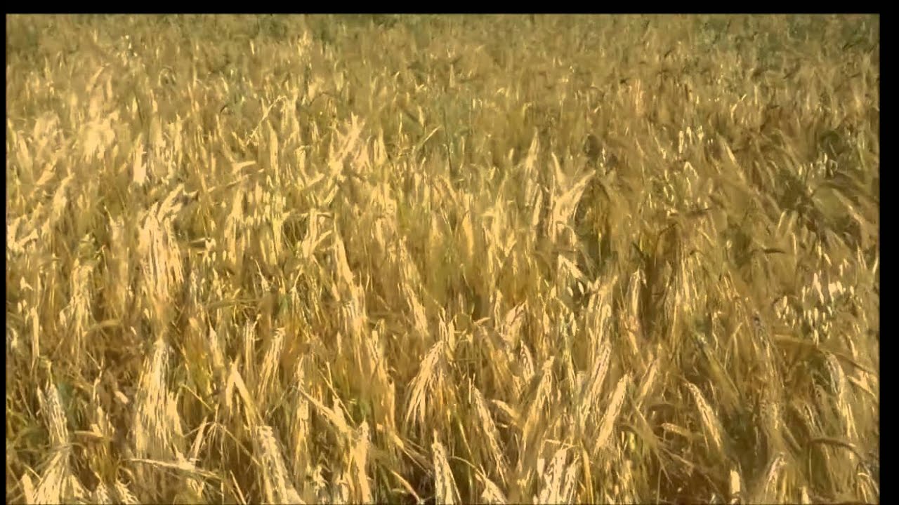Зелёные каштаны - Западный ветер