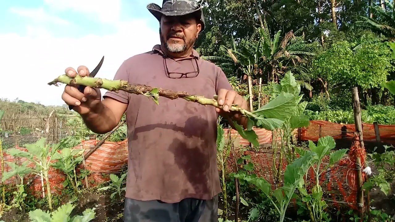 como rebaixar meus pé de couve. que Ta grandes de mais