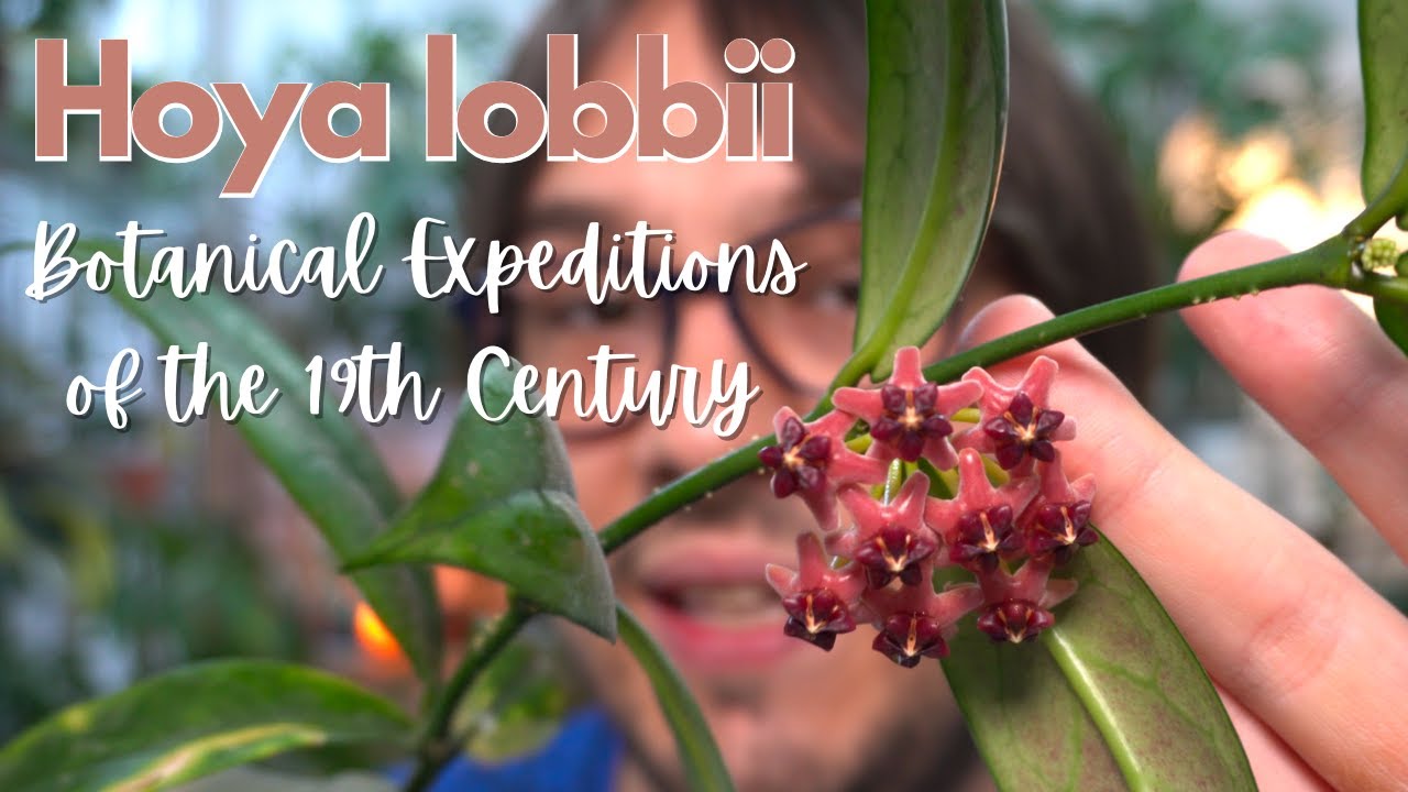 Hoya lobbii and Botanical Expeditions of the 19th Century