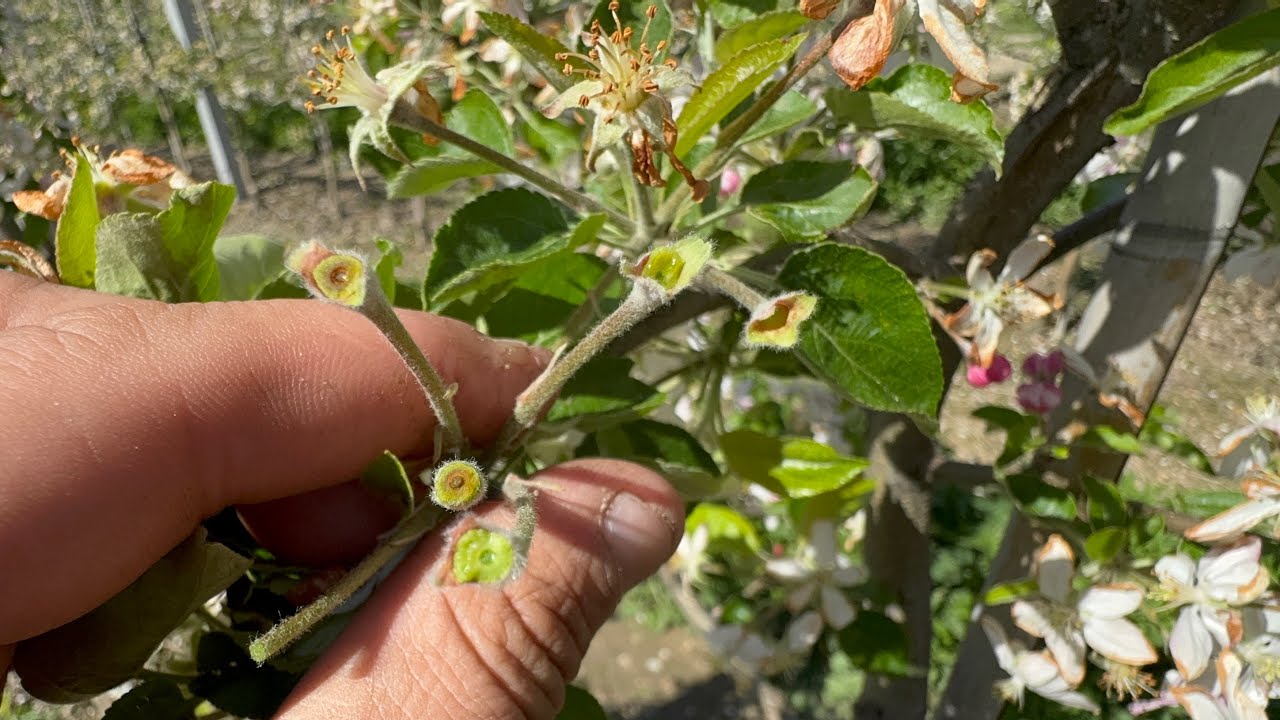 Ocena uszkodzeń po przymrozkach …..