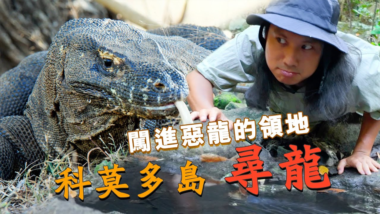 進入世界最大蜥蜴科莫多龍的老窩，發現食肉「惡龍」竟然與村民共飲一泉水。