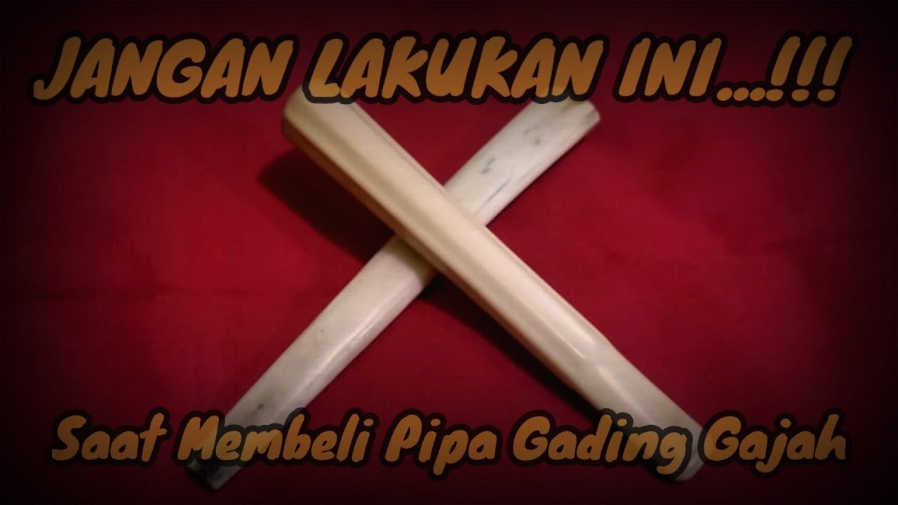 JANGAN TERTIPU!! Cara memilih Pipa Gading Gajah Asli