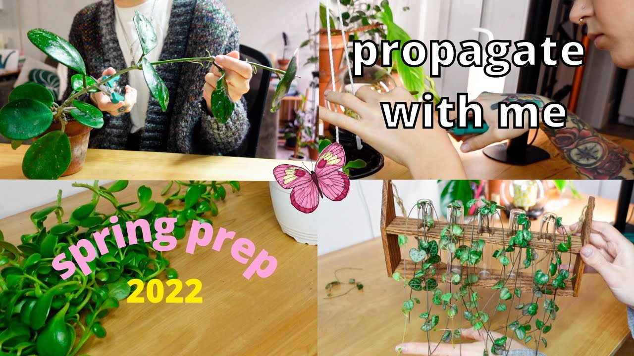 Propagate With Me (preparing for spring!) | string of hearts, trailing jade, philodendron, + pothos