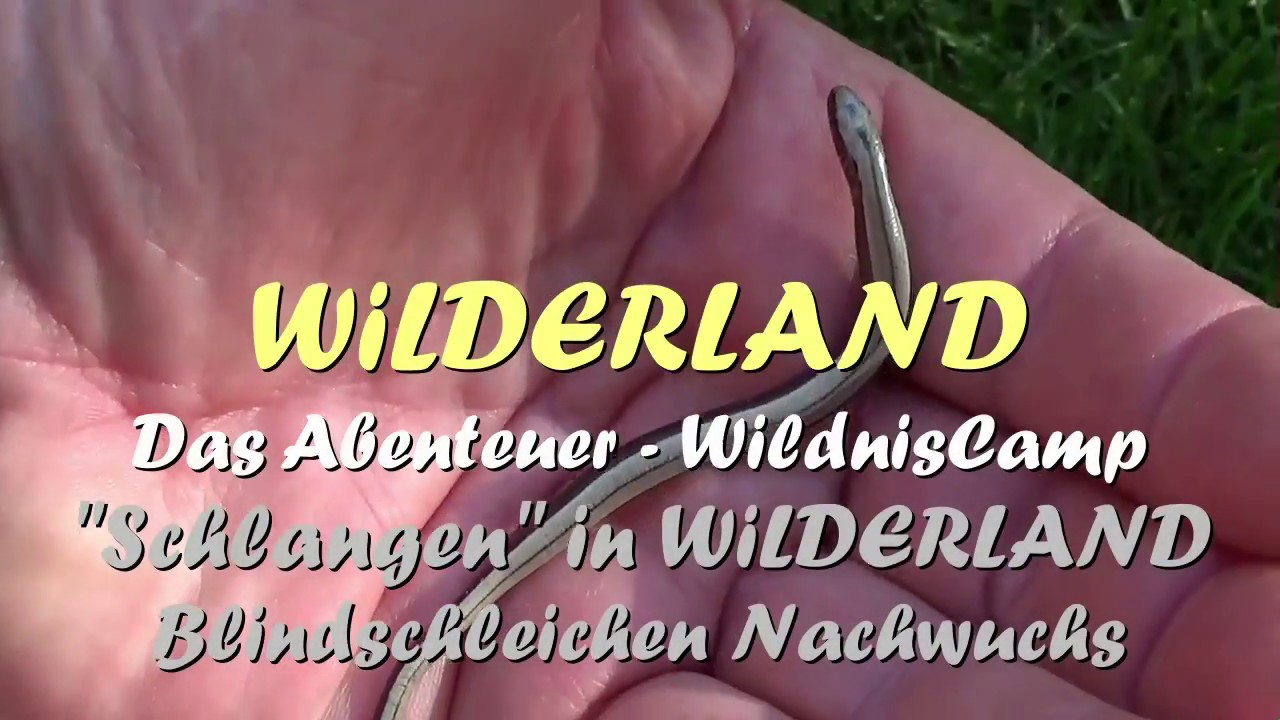 WILDERLAND Abenteuer-WildnisCamp