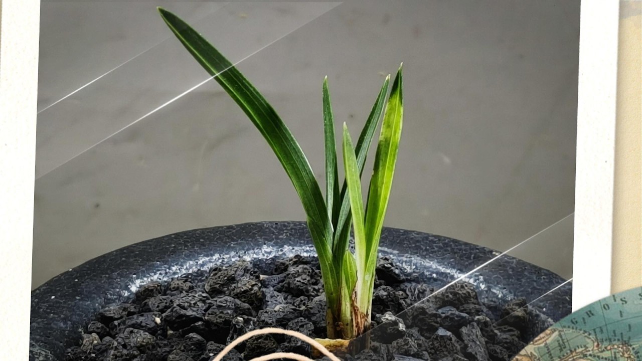 이쁜 서반 단엽 노랑 난초