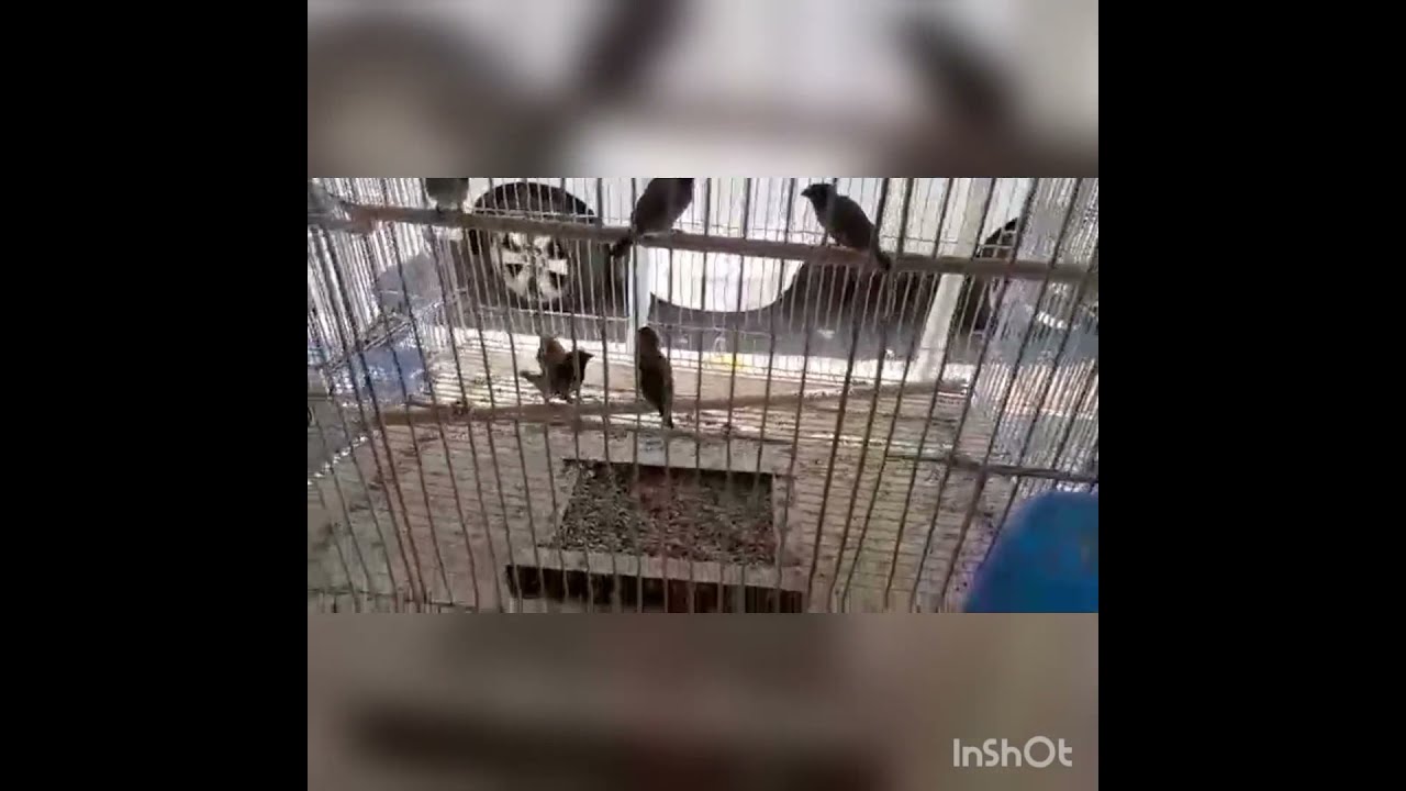 un pasillo en el mercado de los pajaros